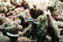 This photo is from my second day of diving with underwate... by Leif Nelson 
